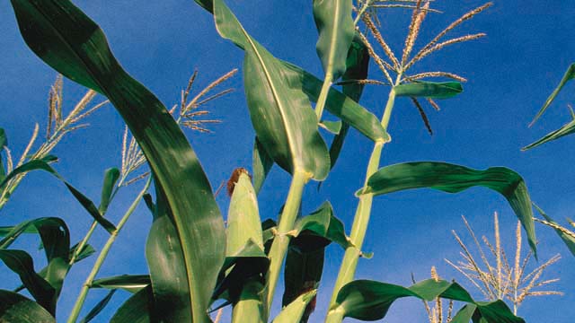 Biodiesel production 640x360