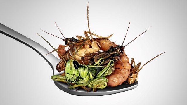 insect process and protein from insects