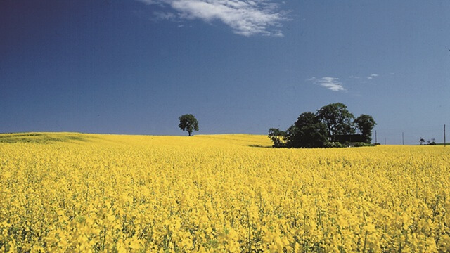rapeseed-field-flowers.jpg